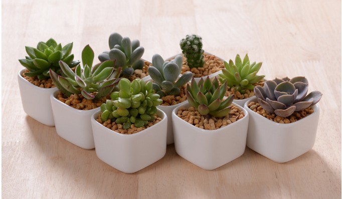 Kreative Desktop-Dekoration Mini White Ceramic Flower Pot