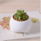 Kleiner zahnförmiger weißer Blumentopf aus Keramik-Elfenbein